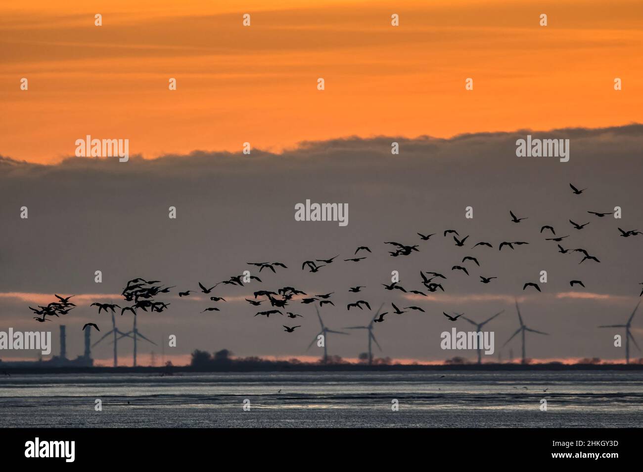 Pink footed geese, Anser brachyrhynchus, flying over the Wash to roost at sunset. Sutton Bridge Power Station & Gedney Marsh wind farm in background. Stock Photo