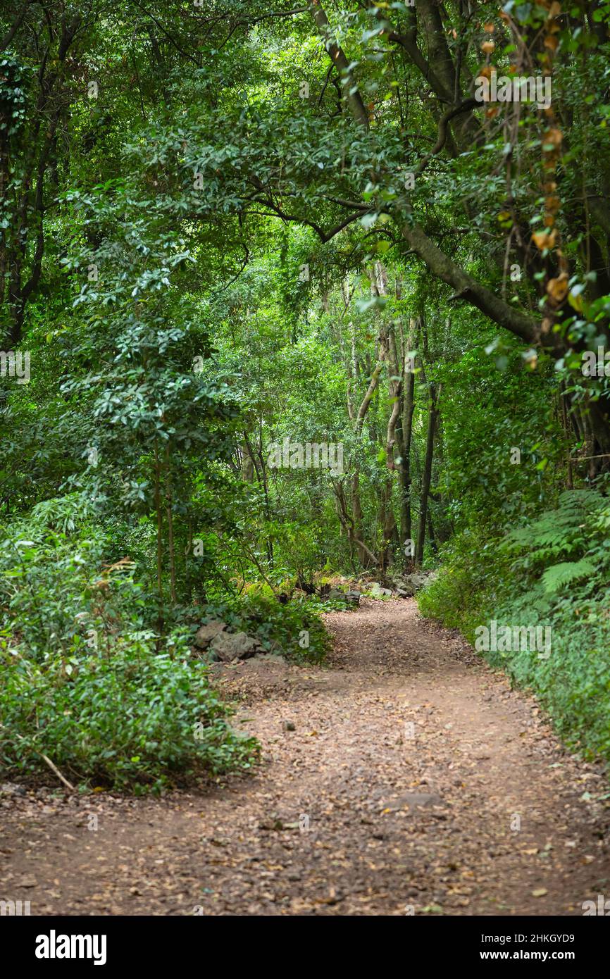 Trail through the rain forest canyon of Los Tilos in La Palma, Spain, focus on background. Stock Photo