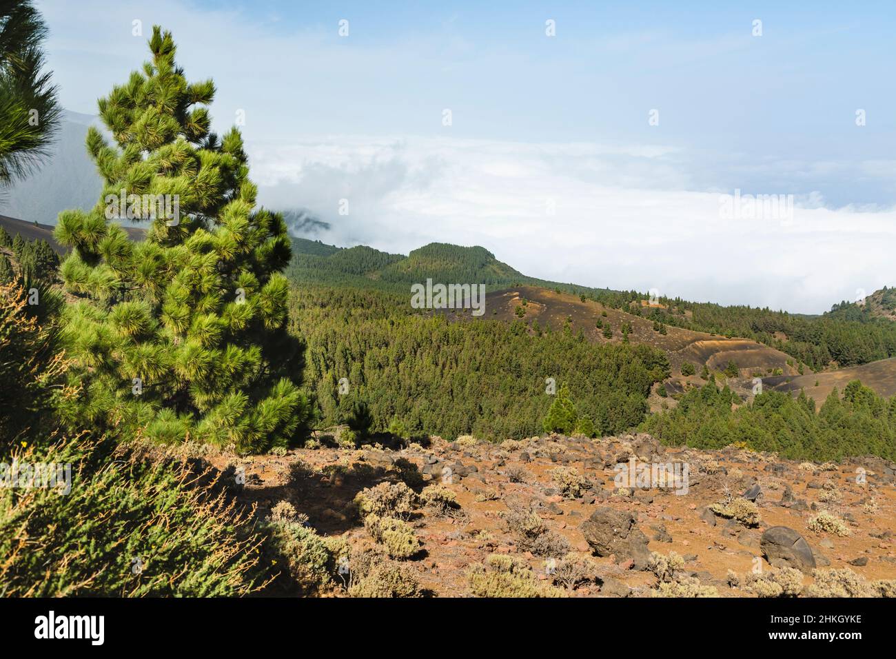 Colorful trees and red lava landscape above the clouds along the Ruta de los Volcanes in La Palma, Spain. Stock Photo