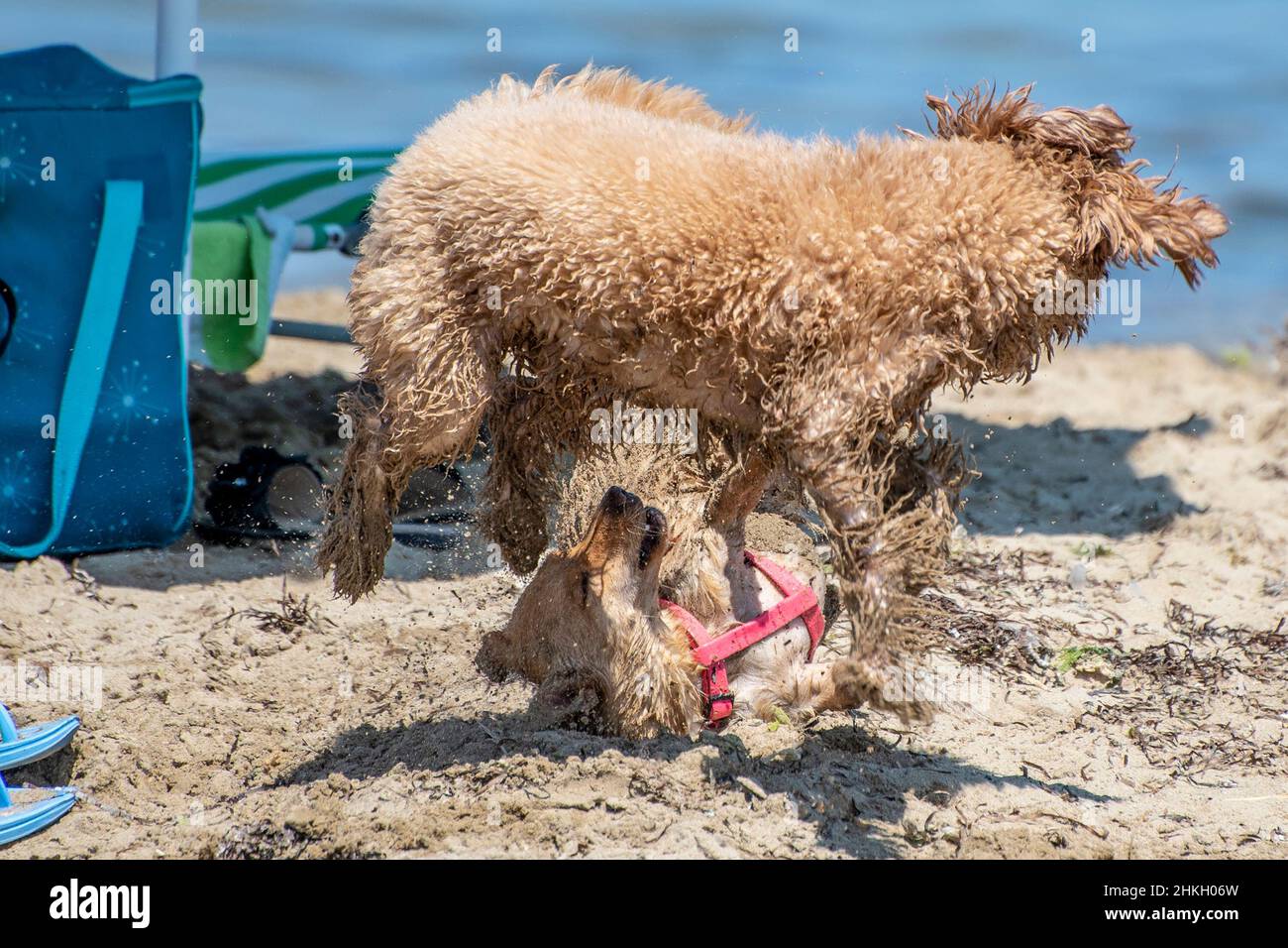 Dogs playing together on the beach Stock Photo