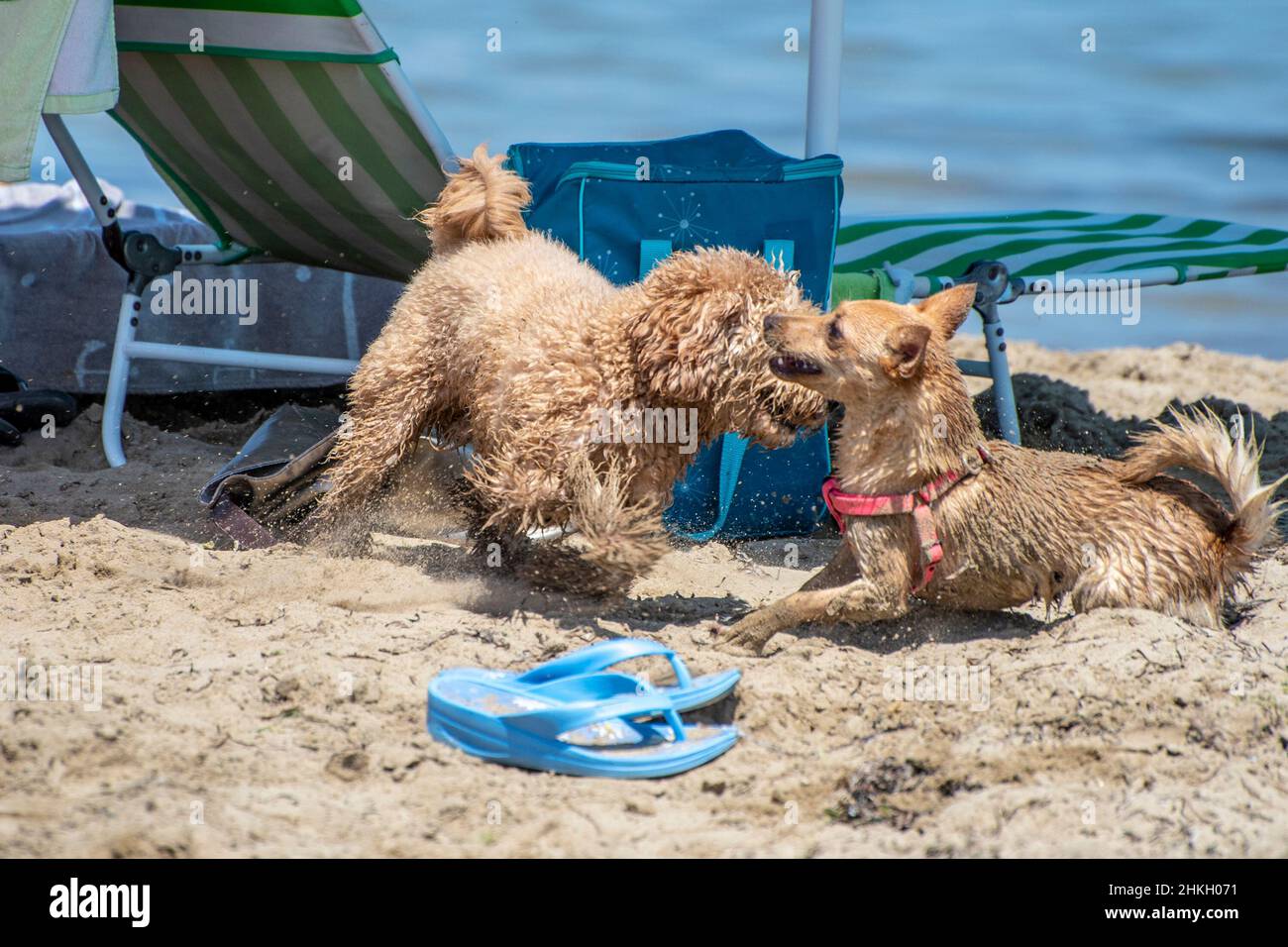 Dogs playing together on the beach Stock Photo