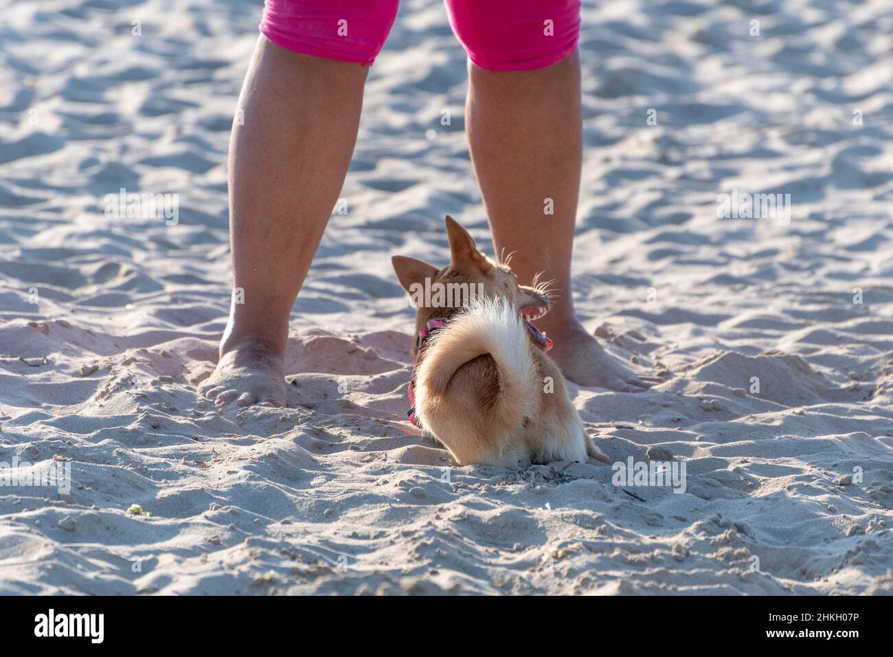 Dog sitting and crouching on the beach Stock Photo