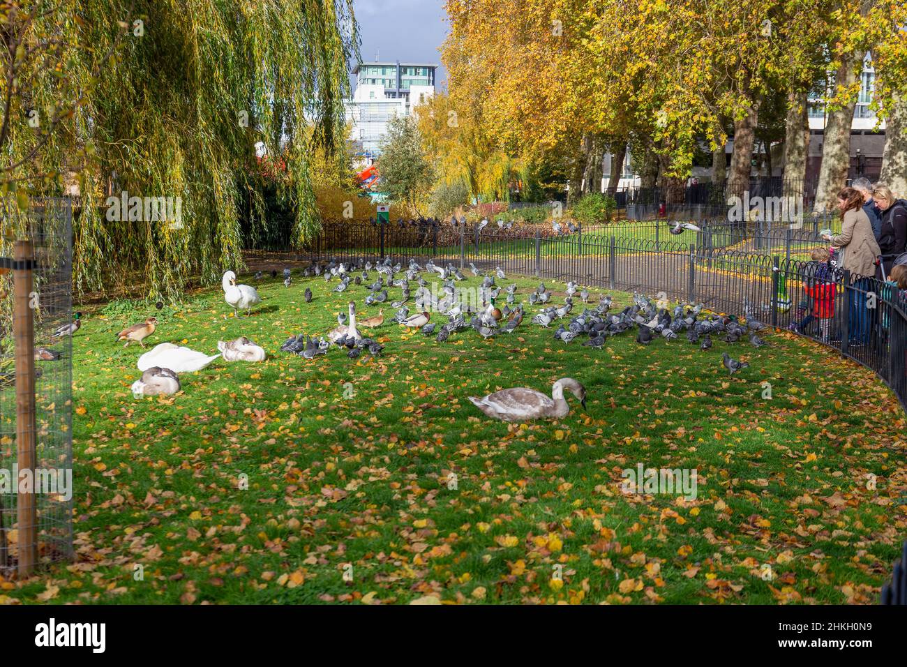 Swans, ducks, geese and pigeons in King George's Park, Wandsworth, London, England Stock Photo