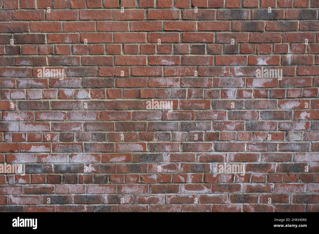 Efflorescence - salt deposits left behind on a brick wall. Stock Photo