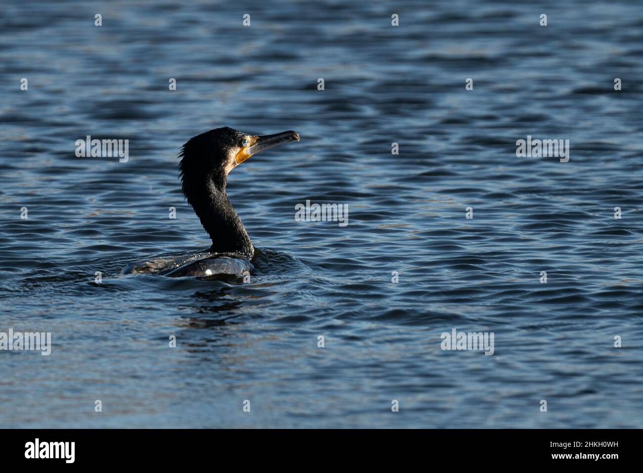 Cormorant coming to the water surface after diving for food on a cold wintery day Stock Photo