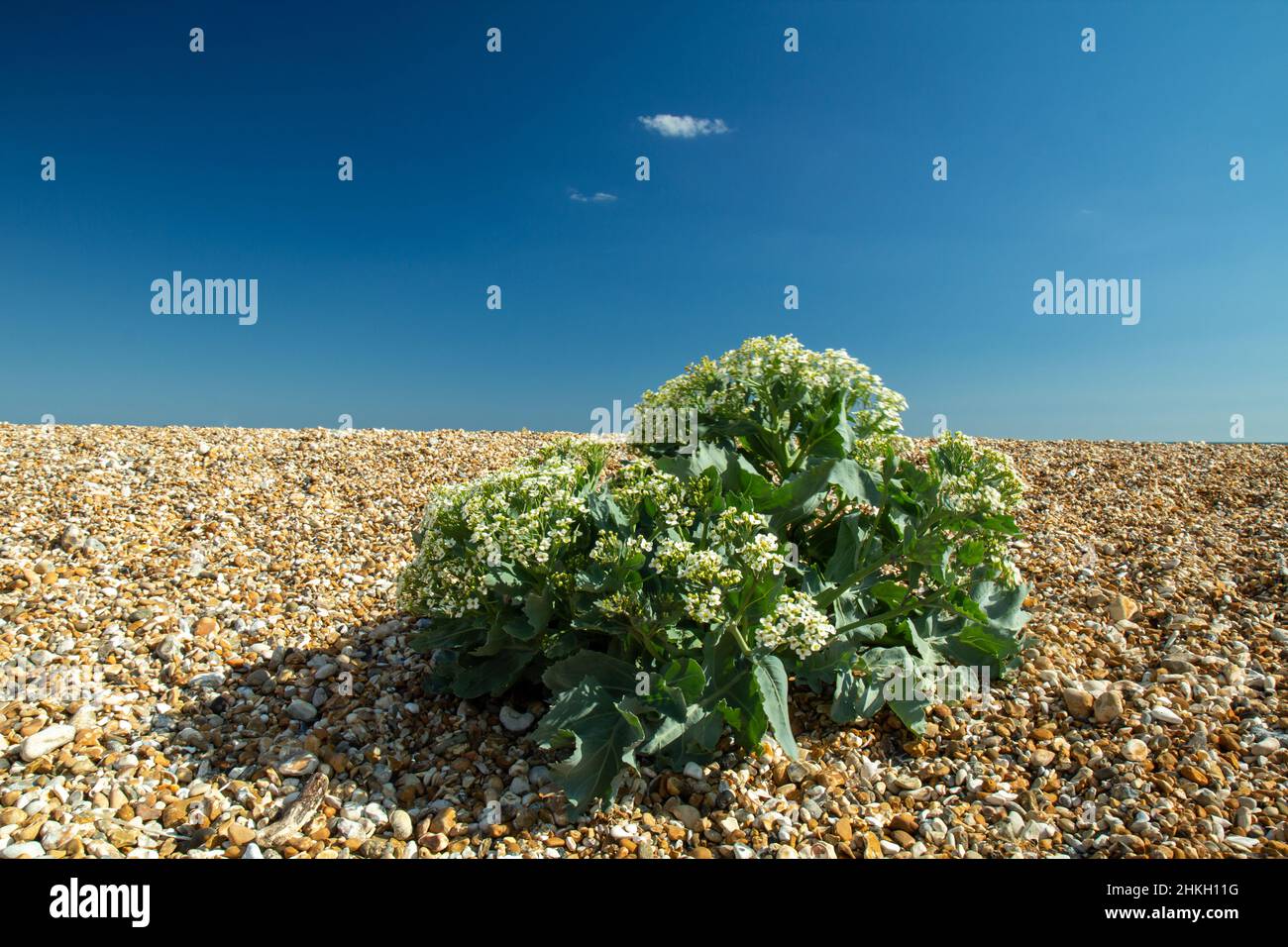Sea Kale plant growing in pebbles on a pebble beach with clear blue sky and small wispy cloud. Stock Photo