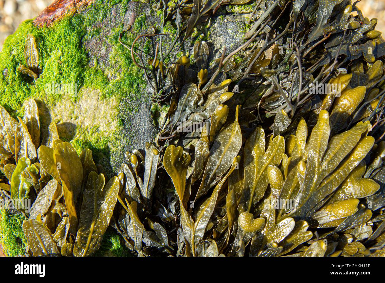 Close up of a seaweed covered breakwater on the beach with green seaweed and bright green seaweed. Stock Photo