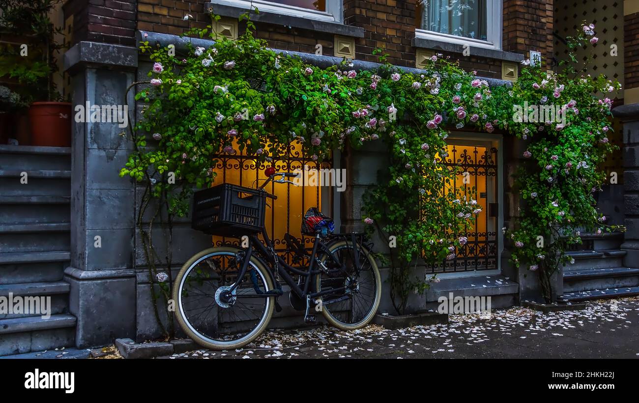 Ein Fahrrad lehnt in der Abenddämmerung in Amsterdam an einem Schmiedegitter, umrahmt von Rosensträuchern, deren Blätter dekorativ am Boden liegen. Stock Photo