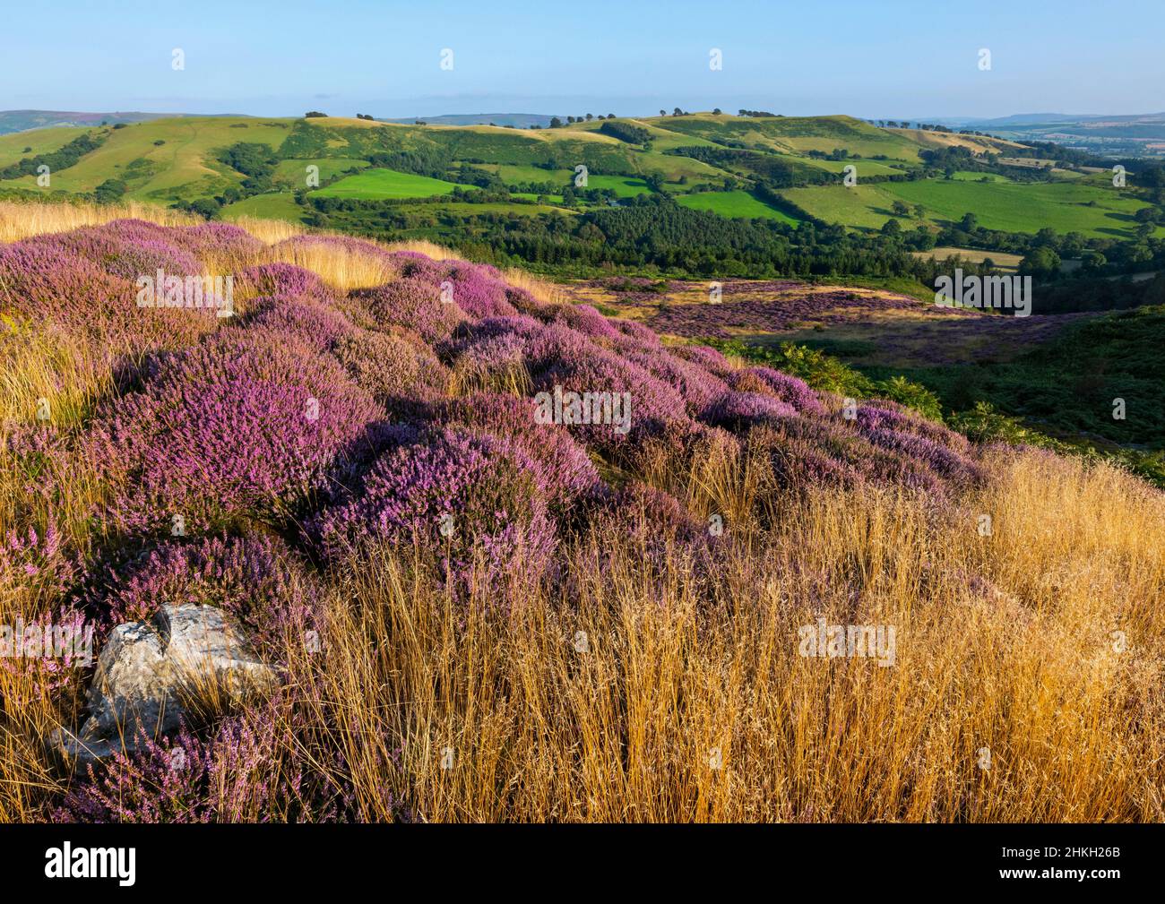 Heather in bloom on the Stiperstones, Shropshire. Stock Photo