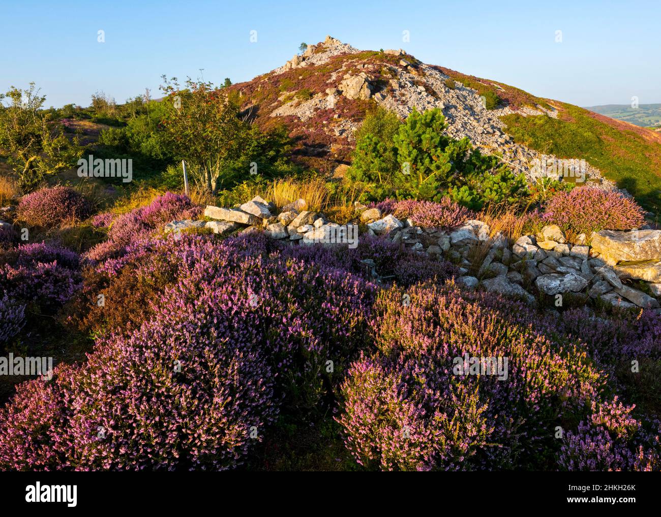 Evening light on the southern end of the Stiperstones, Shropshire. Stock Photo
