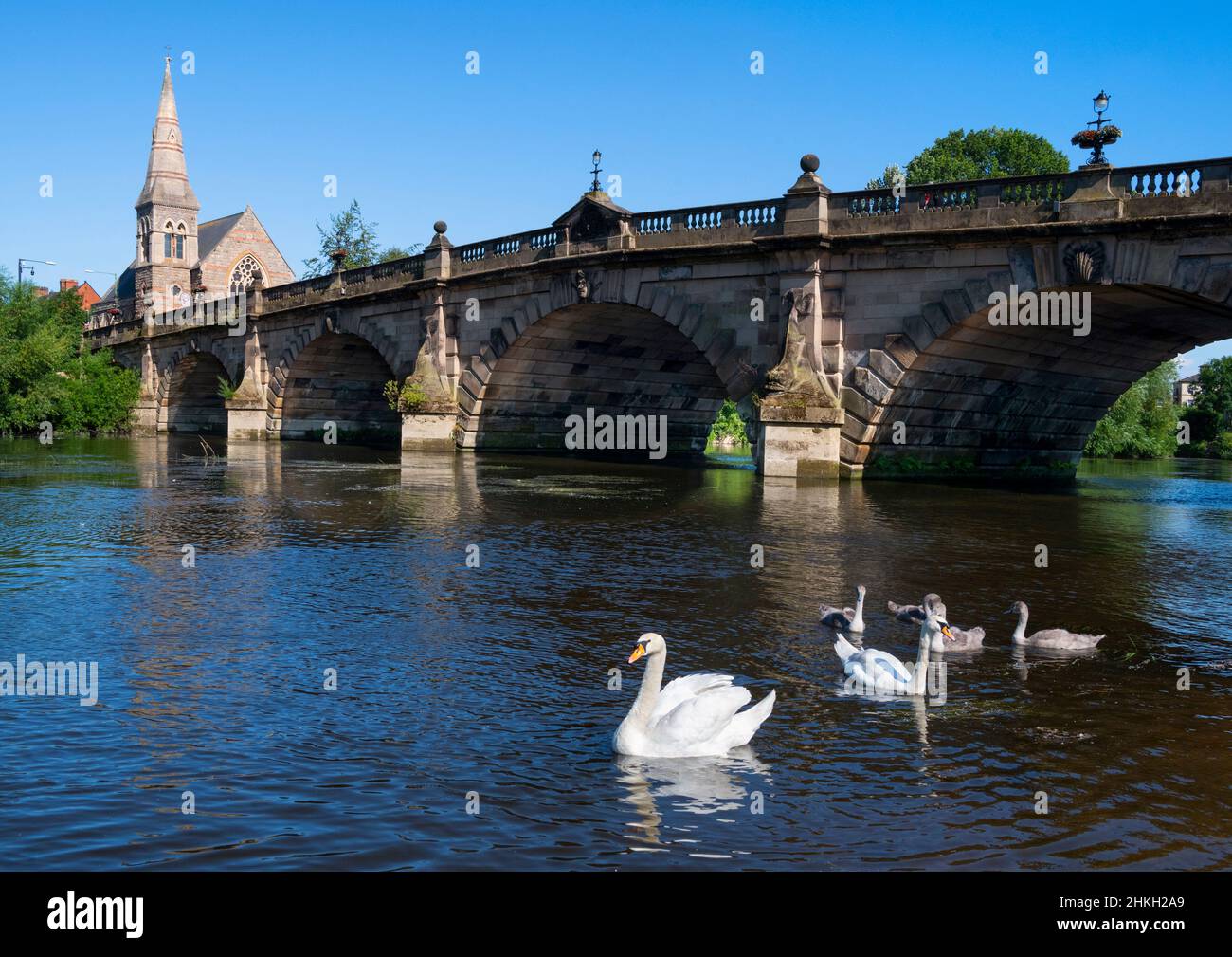 Swans and cygnets on the River Severn, beside English Bridge, Shrewsbury, Shropshire. Stock Photo