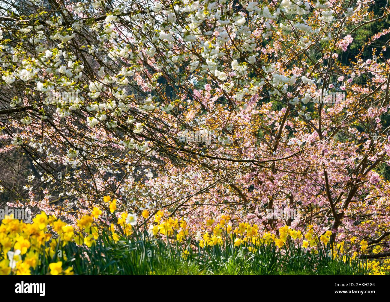 Blossom and daffodils in the churchyard of St Luke's in the village of Hodnet. Stock Photo