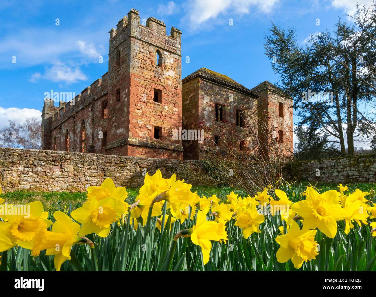 Daffodils near Acton Burnell Castle, near Shrewsbury, Shropshire. Stock Photo
