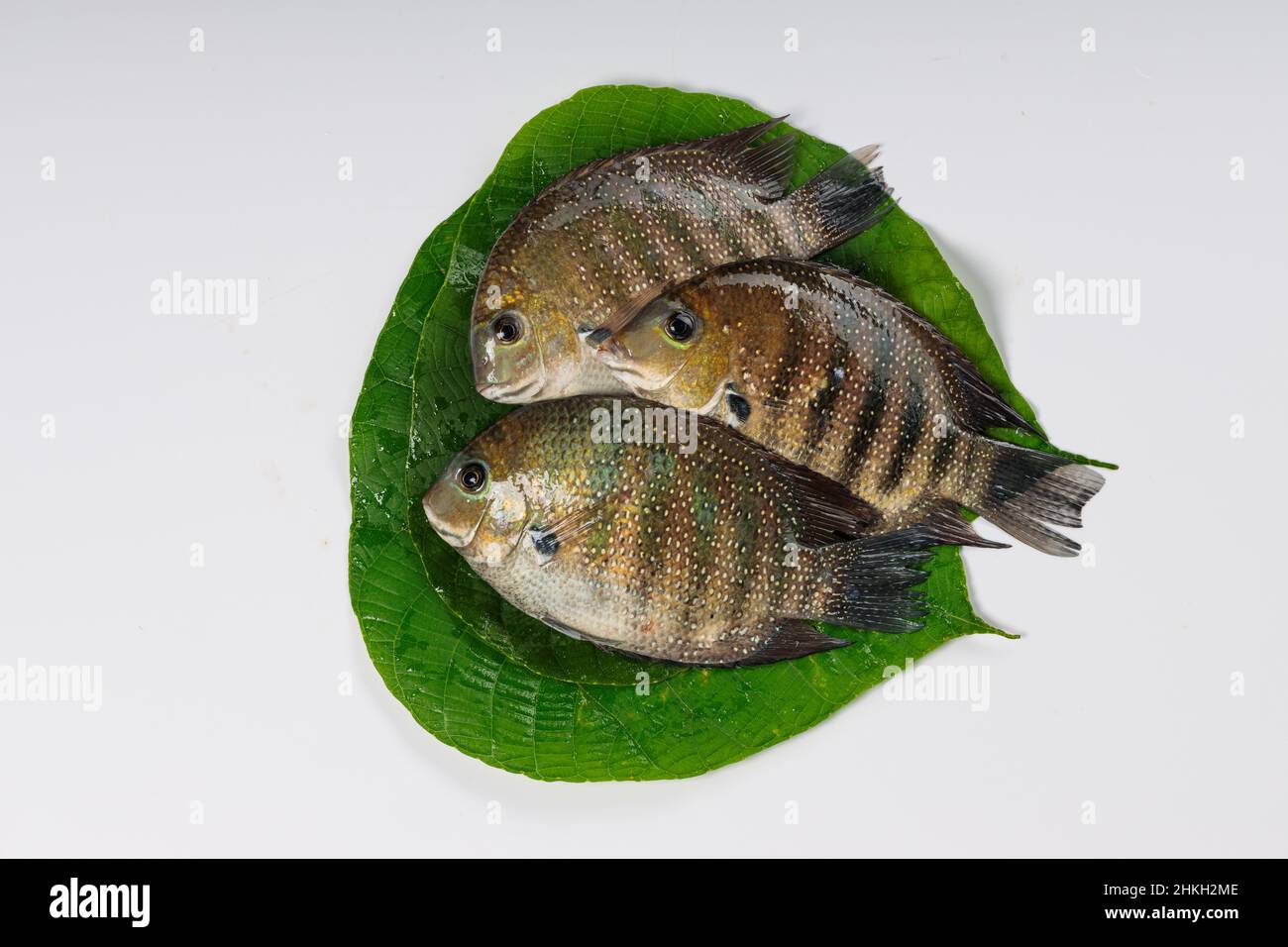 Fresh raw Kari meen Pearl spot fish  arranged in Macaranga peltata leaf or vattayila. Stock Photo