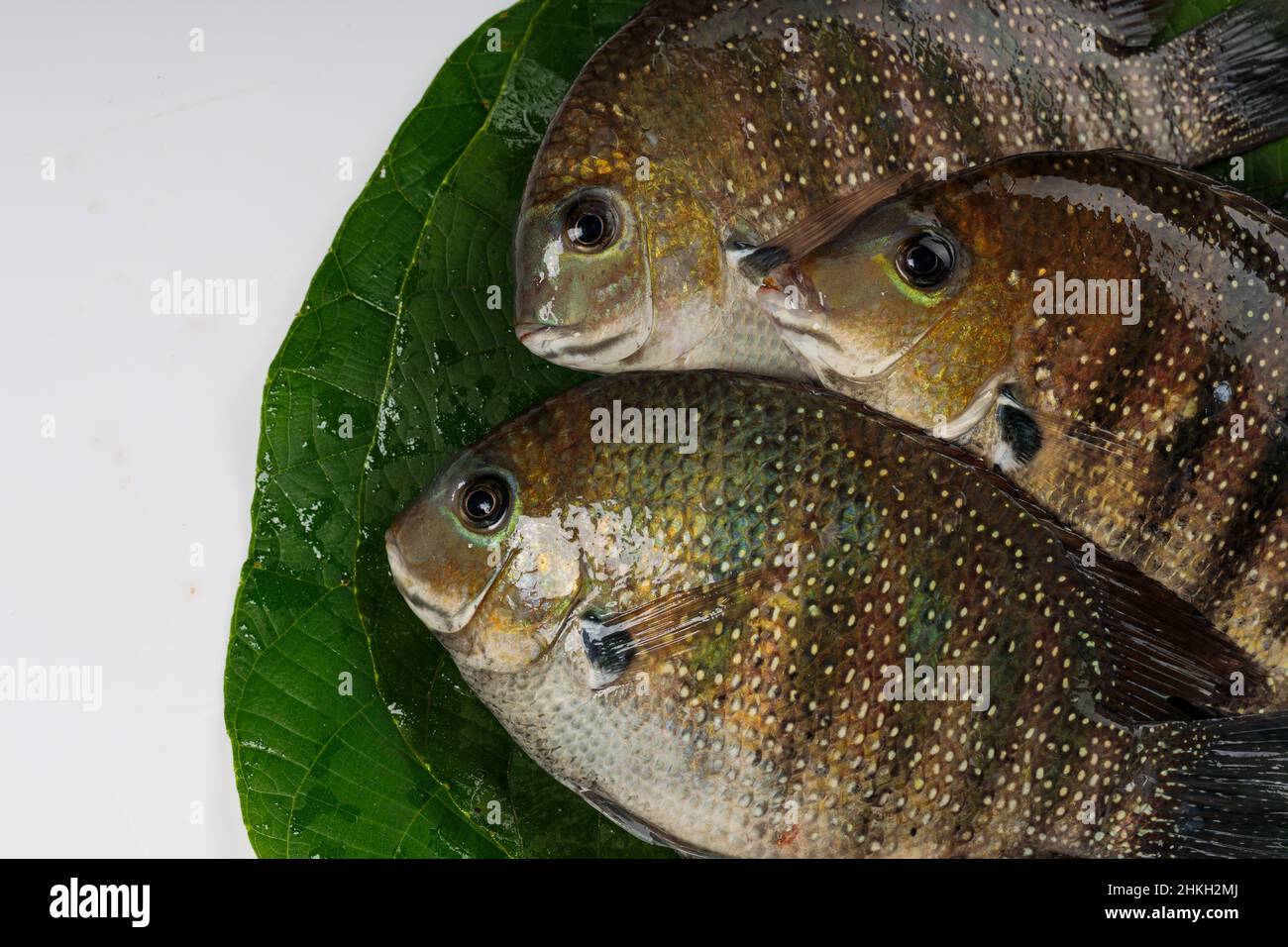 Fresh raw Kari meen Pearl spot fish  arranged in Macaranga peltata leaf or vattayila. Stock Photo