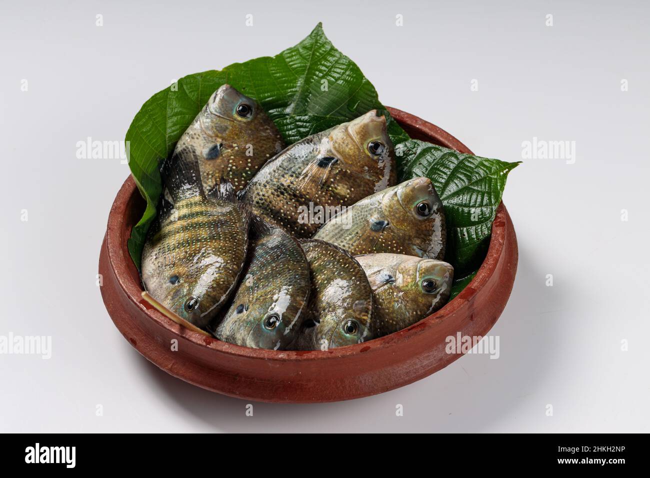 Fresh raw Kari meen Pearl spot fish arranged in a Macaranga peltata leaf or vattayila in a earthenware. Stock Photo