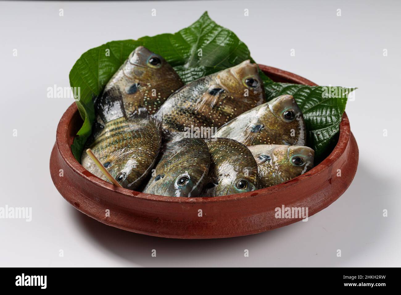 Fresh raw Kari meen Pearl spot fish arranged in a Macaranga peltata leaf or vattayila in a earthenware. Stock Photo