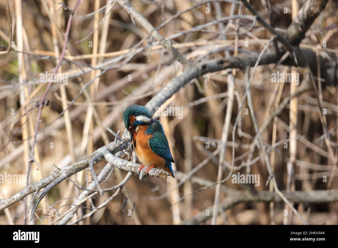 Kingfisher, Eisvogel, Alcedo atthis, female Stock Photo