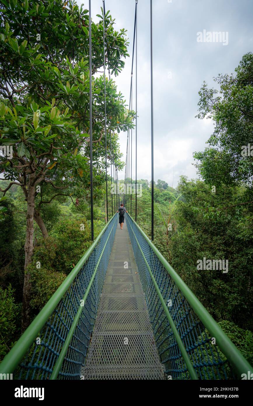 The Suspension Bridge on the Treetop Walk Singapore Stock Photo Alamy
