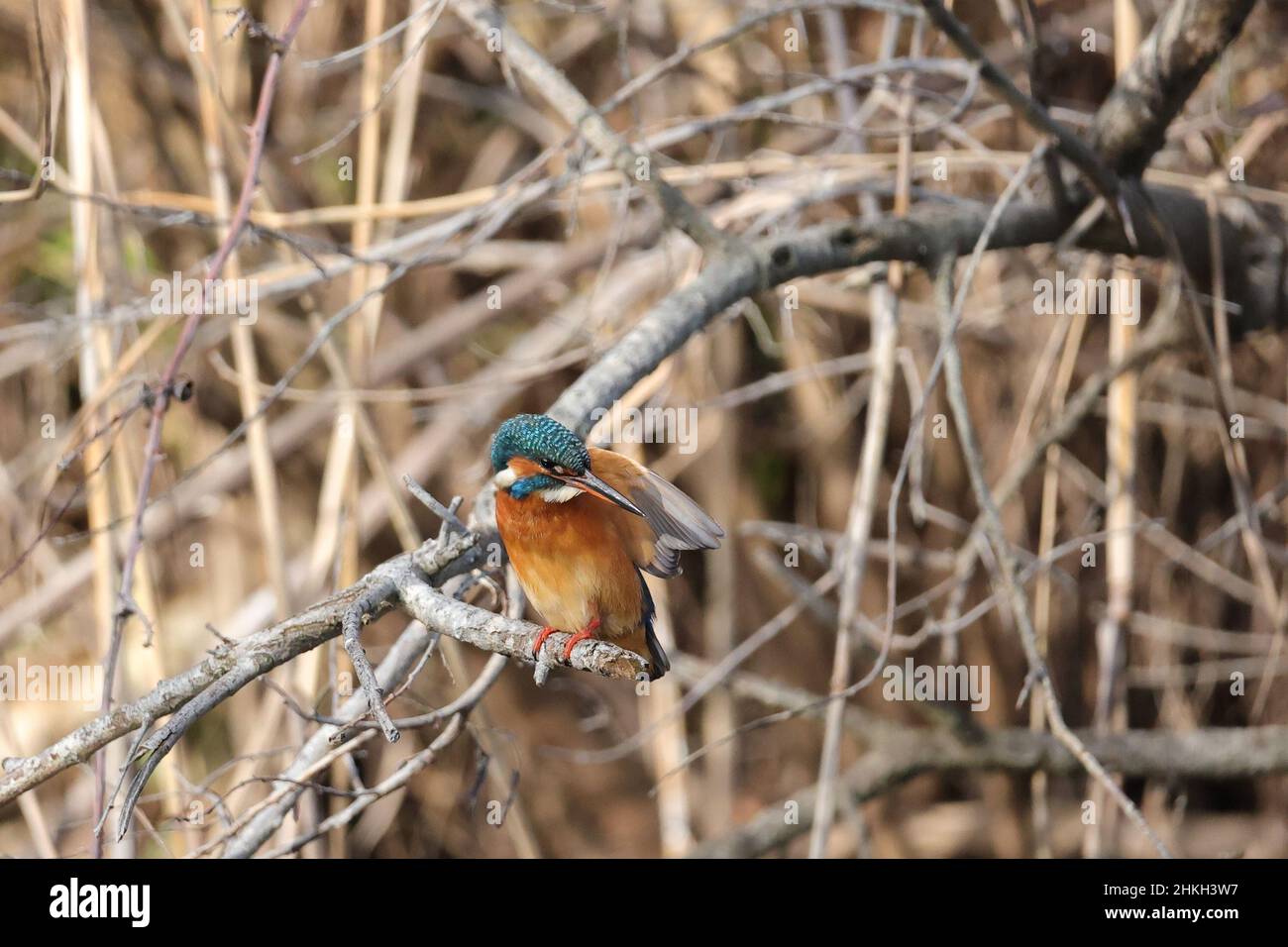 Kingfisher, Eisvogel, Alcedo atthis, female Stock Photo