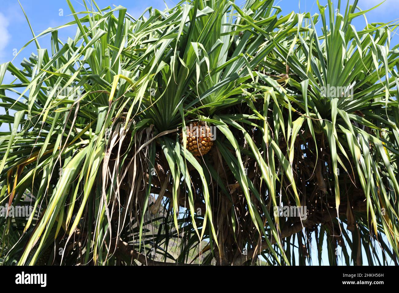 The canopy and fruit of a Hala Tree, Pandanus tectorius, in Wailua, Kauai, Hawaii, USA Stock