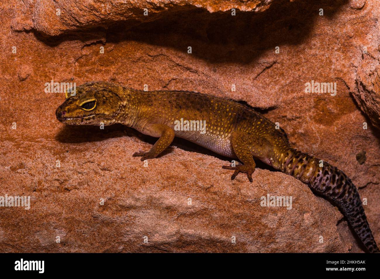 Leopard gecko, Pakistani fat-tailed gecko, Eublepharis macularius Stock Photo