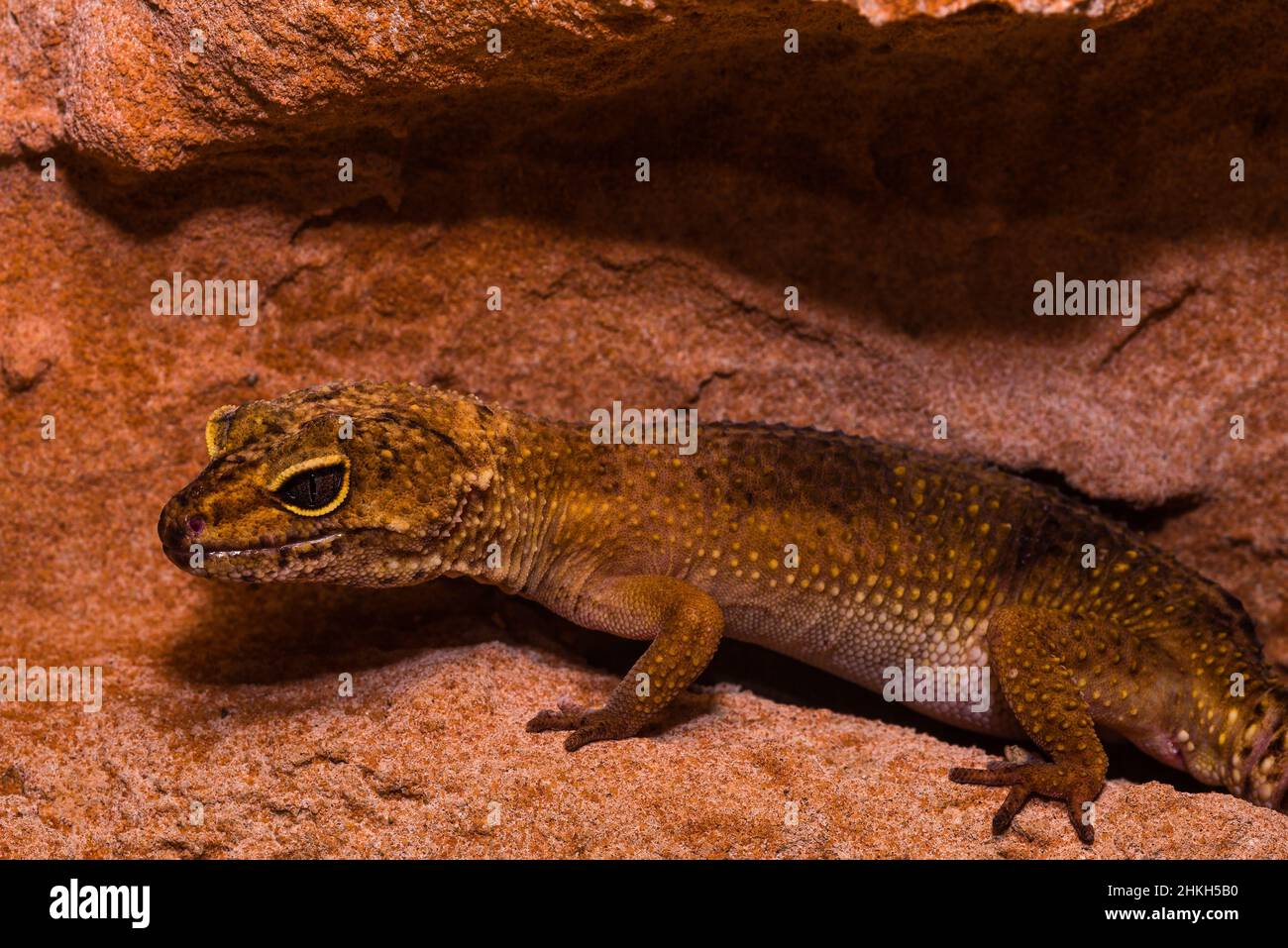 Leopard gecko, Pakistani fat-tailed gecko, Eublepharis macularius Stock Photo