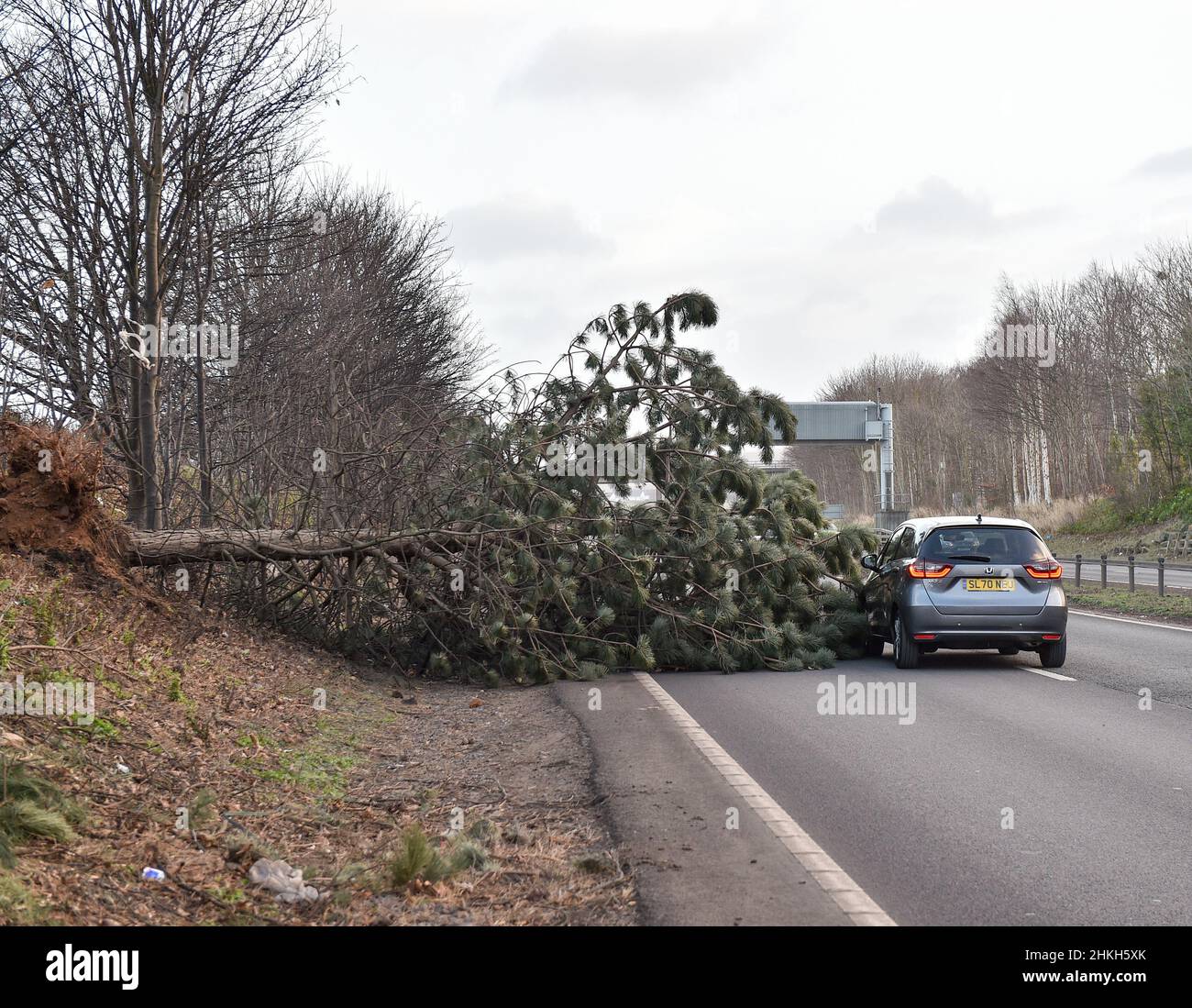 Storm Malik hit the UK, with dog walkers getting caught in sandstorms in Dunbar, East Lothian and drivers narrowly avoiding fallen trees on the main A1 road near Musselburgh, East Lothian. Stock Photo