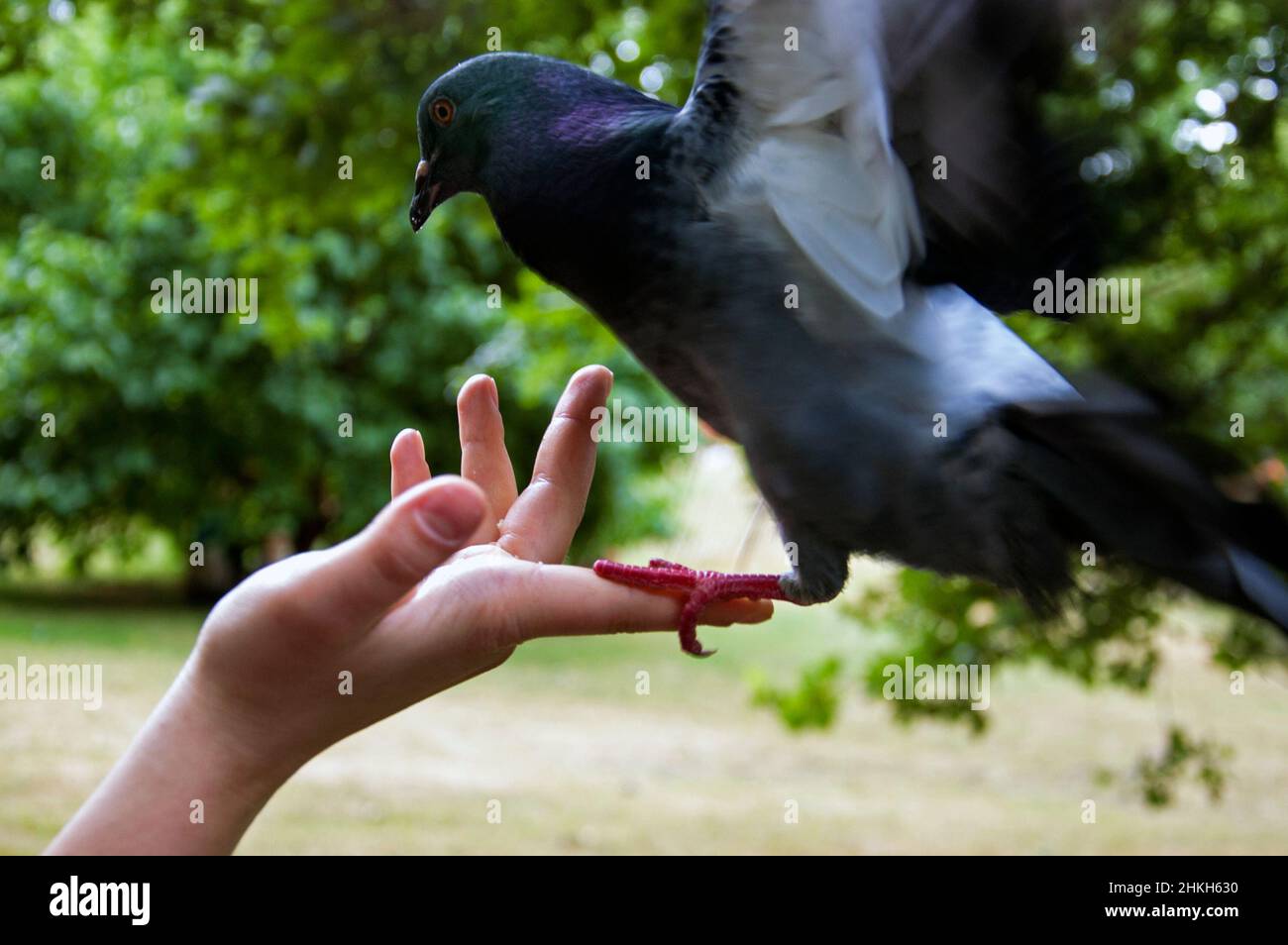 Pigeon landing on a person's hand Stock Photo