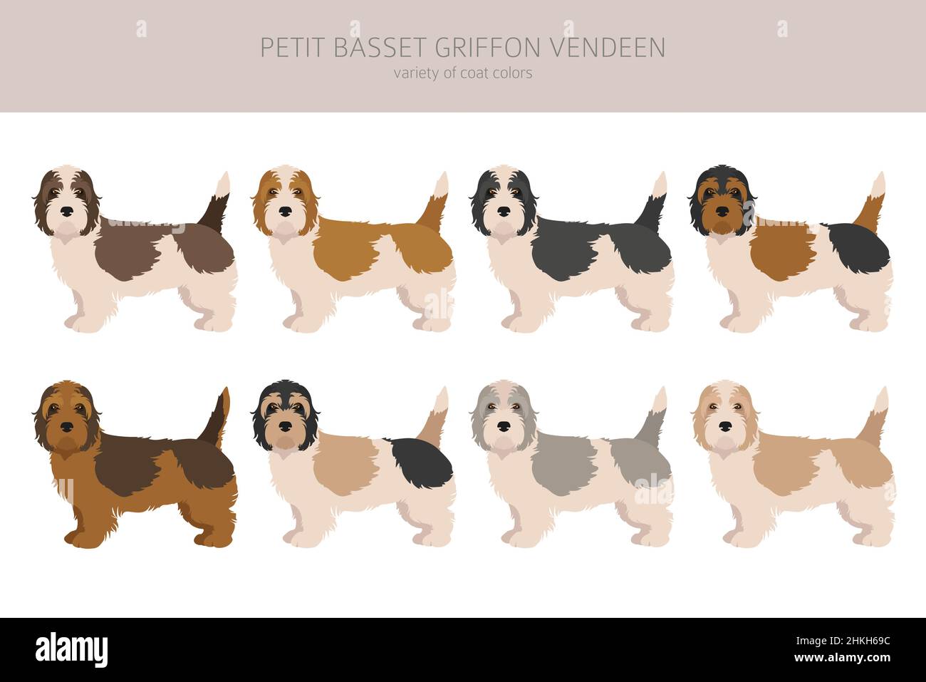 Petit Basset Griffon Vendeen clipart. Different poses, coat colors set.  Vector illustration Stock Vector