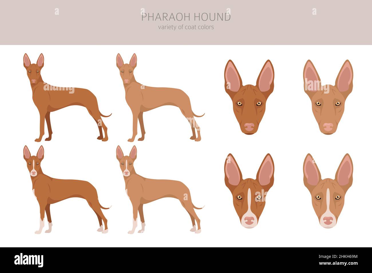 Pharaoh hound clipart. Different poses, coat colors set.  Vector illustration Stock Vector