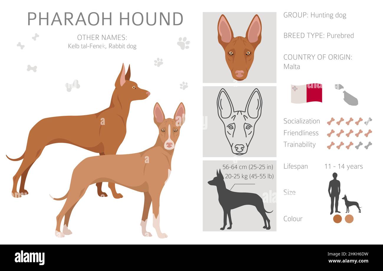 Pharaoh hound clipart. Different poses, coat colors set.  Vector illustration Stock Vector