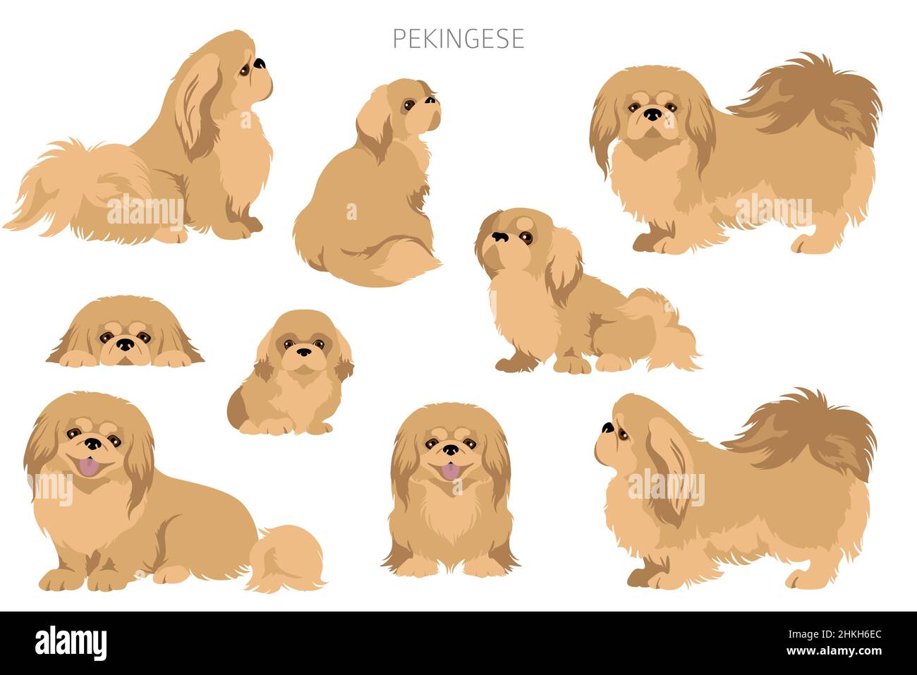 Pekingese dog clipart. Different poses, coat colors set.  Vector illustration Stock Vector