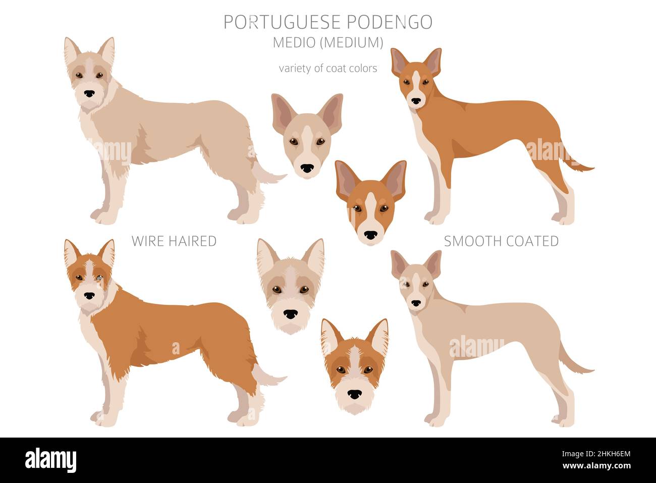Portuguese Podengo Medio clipart. Different poses, coat colors set.  Vector illustration Stock Vector