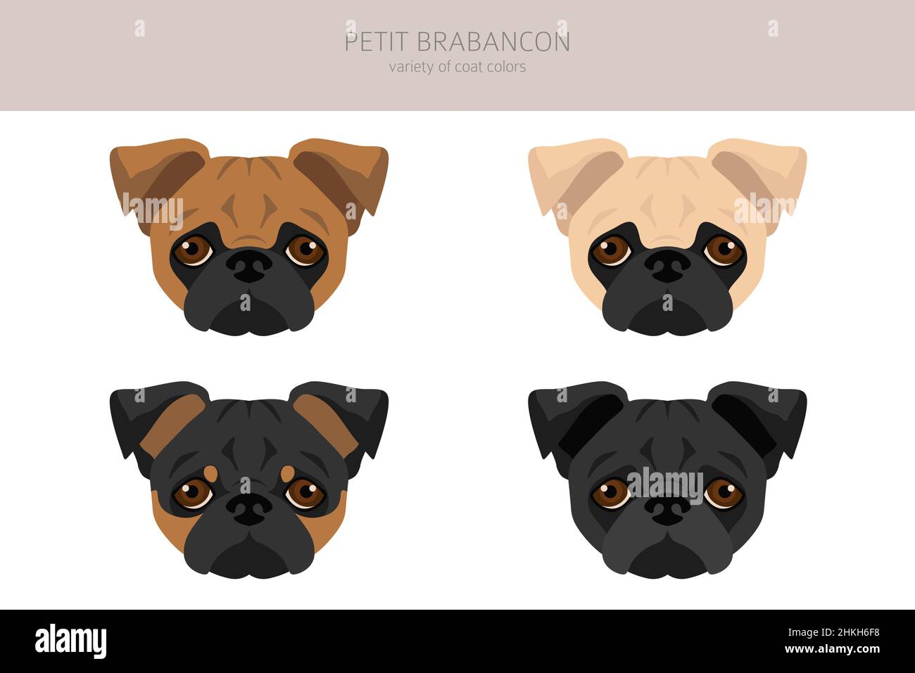 Petit Brabancon, Small Belgian dogs clipart. Different poses, coat colors set.  Vector illustration Stock Vector