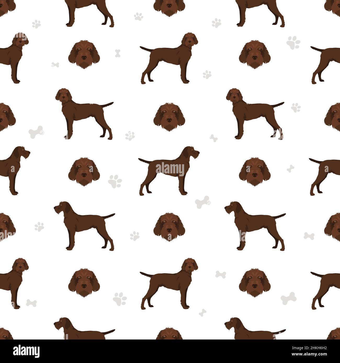 Pudelpointer seamless pattern. Different poses, coat colors set. Vector ...