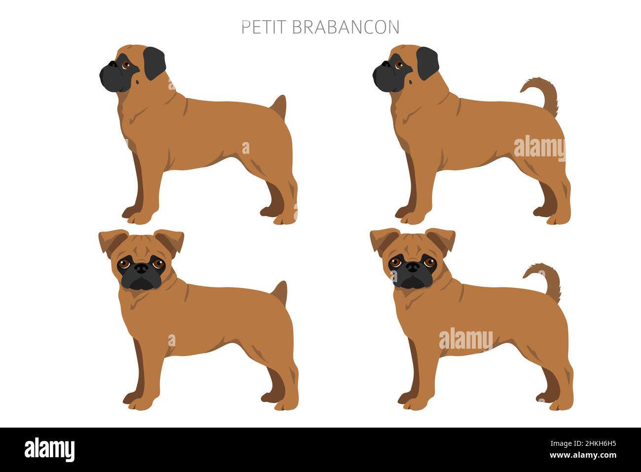 Petit Brabancon, Small Belgian dogs clipart. Different poses, coat colors set.  Vector illustration Stock Vector
