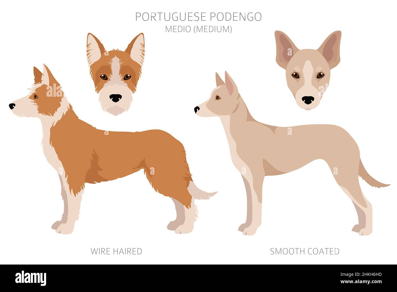 Portuguese Podengo Medio clipart. Different poses, coat colors set.  Vector illustration Stock Vector
