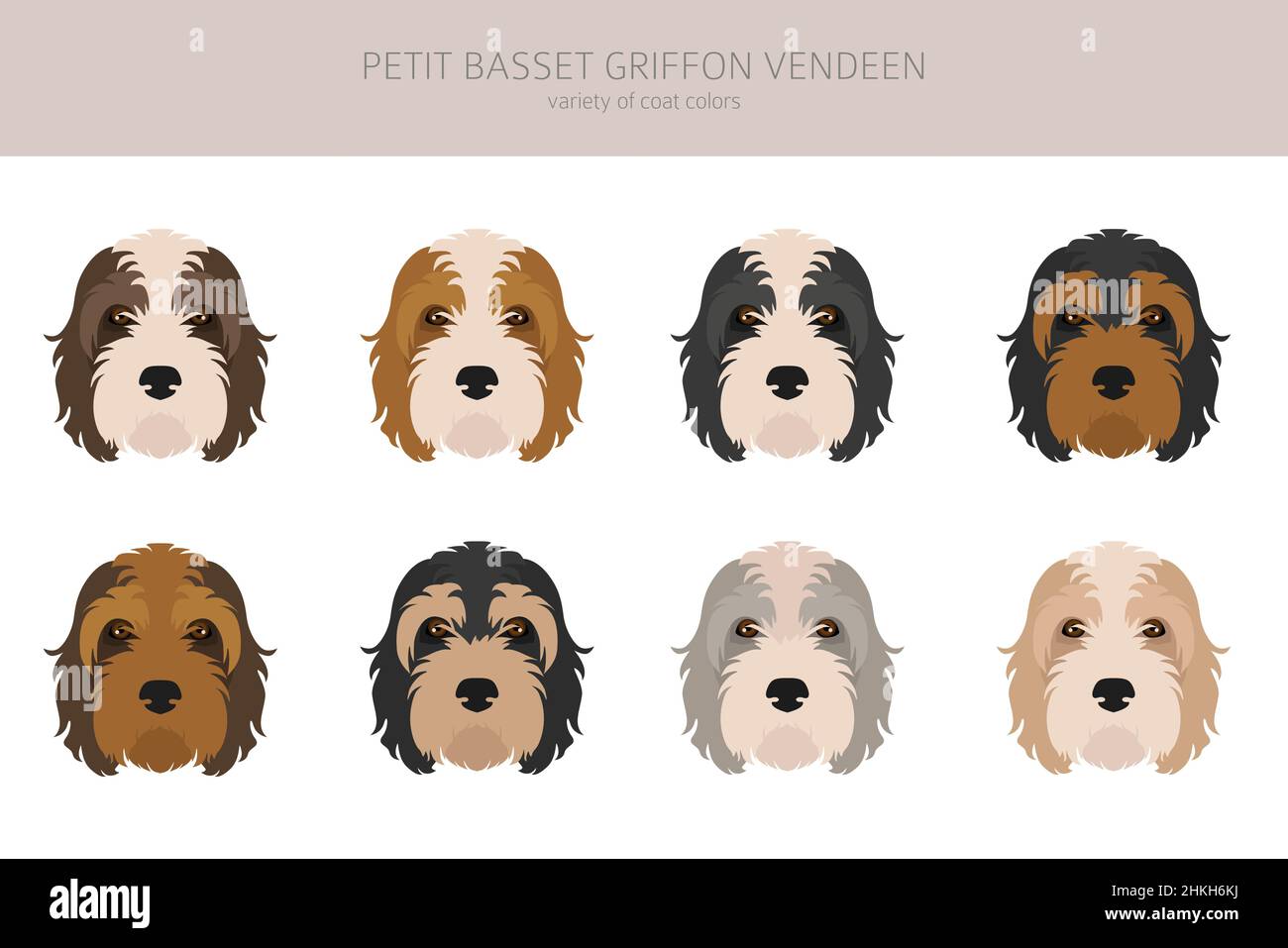 Petit Basset Griffon Vendeen clipart. Different poses, coat colors set.  Vector illustration Stock Vector
