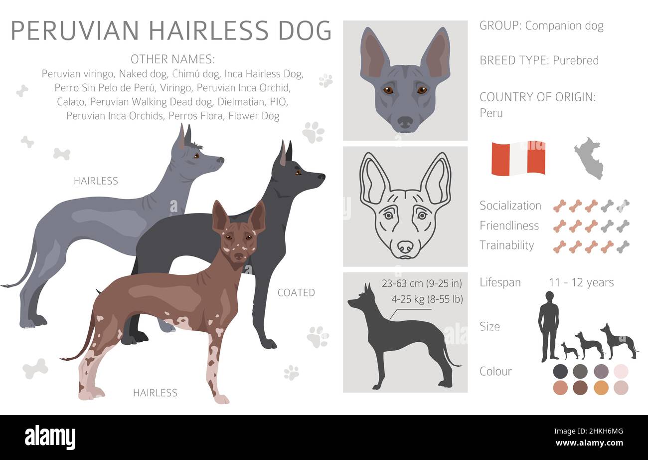 Peruvian hairless dog clipart. Different poses, coat colors set.  Vector illustration Stock Vector