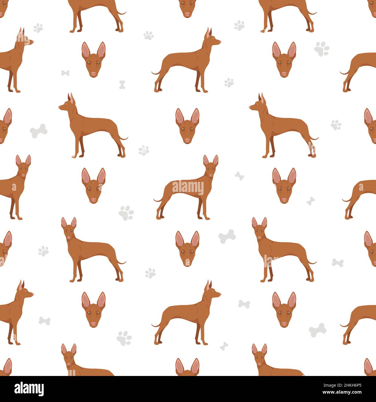 Pharaoh hound seamless pattern. Different poses, coat colors set.  Vector illustration Stock Vector