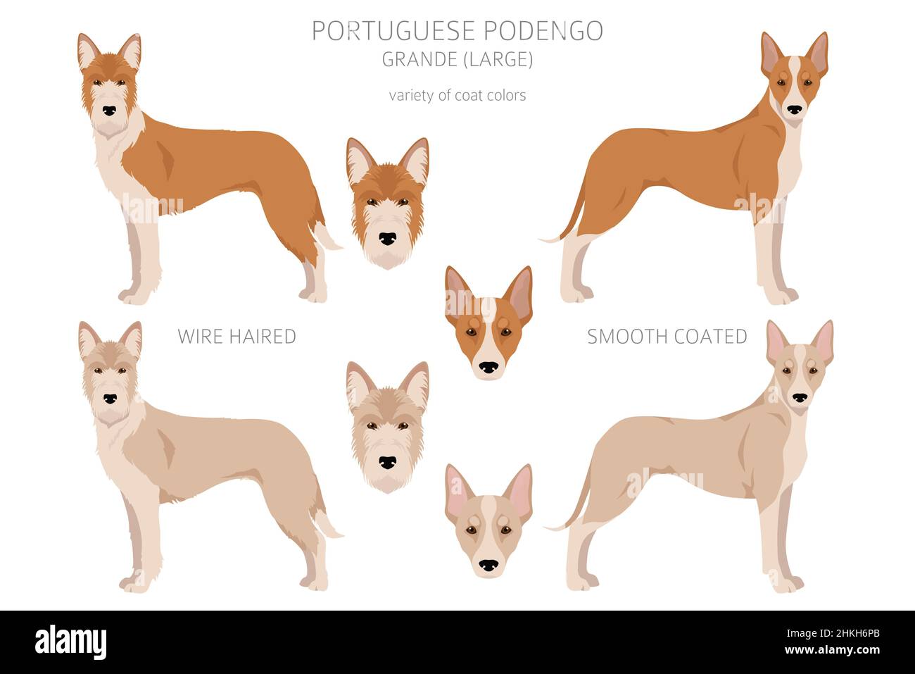 Portuguese Podengo Grande clipart. Different poses, coat colors set.  Vector illustration Stock Vector