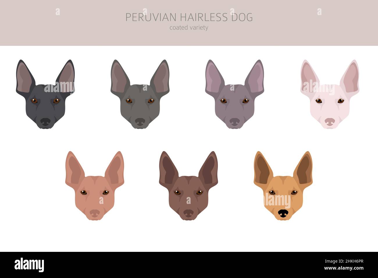 Peruvian hairless dog clipart. Different poses, coat colors set.  Vector illustration Stock Vector
