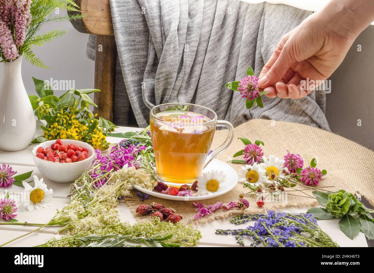 A woman brews healthy herbal tea in a glass cup with clover. Stock Photo