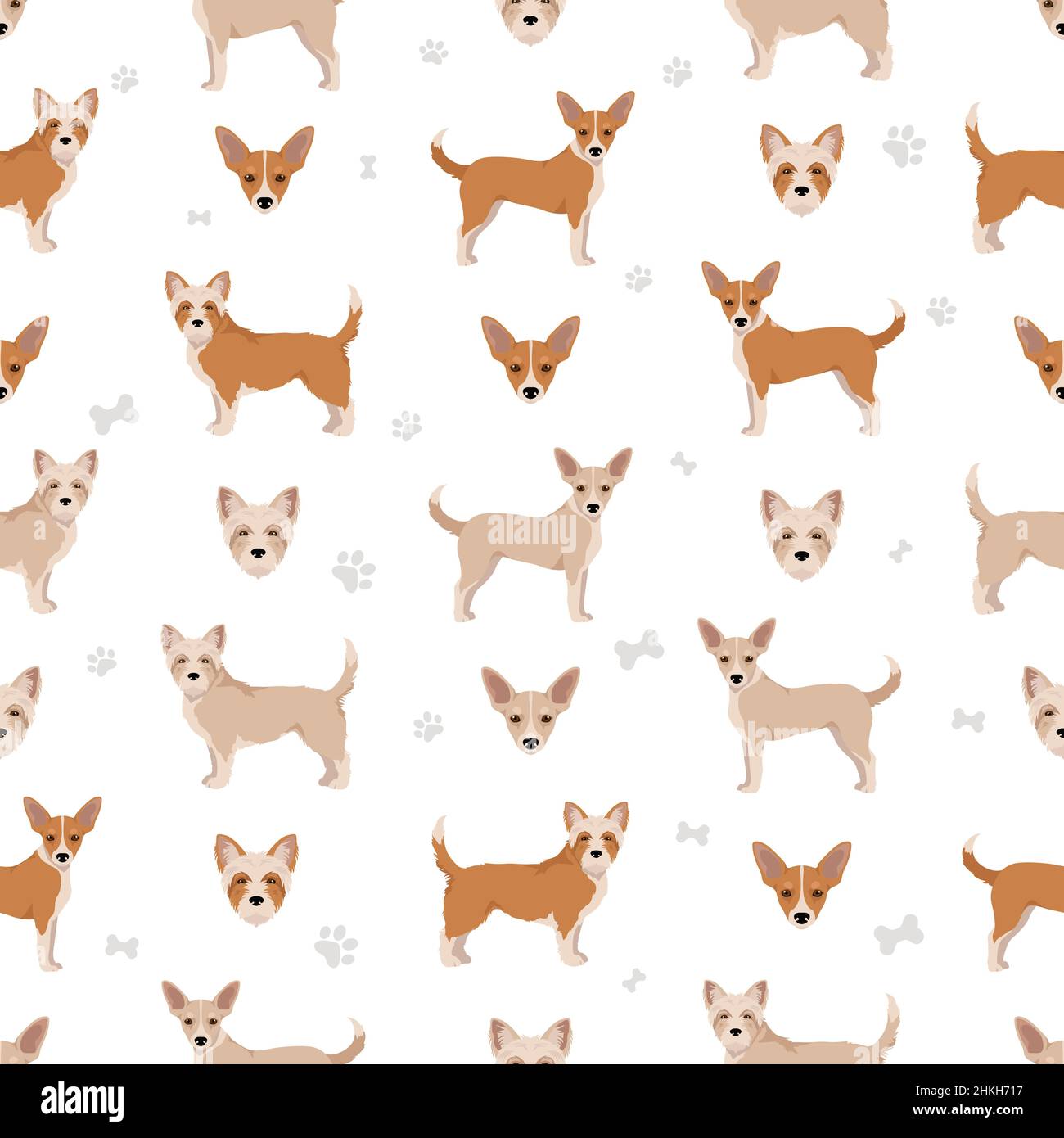 Portuguese Podengo Pequeno seamless pattern. Different poses, coat colors set.  Vector illustration Stock Vector