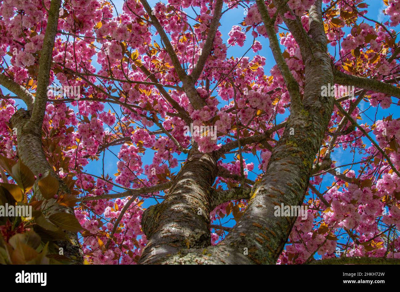 View from below into a flowering ornamental cherry in front of a blue spring sky Stock Photo