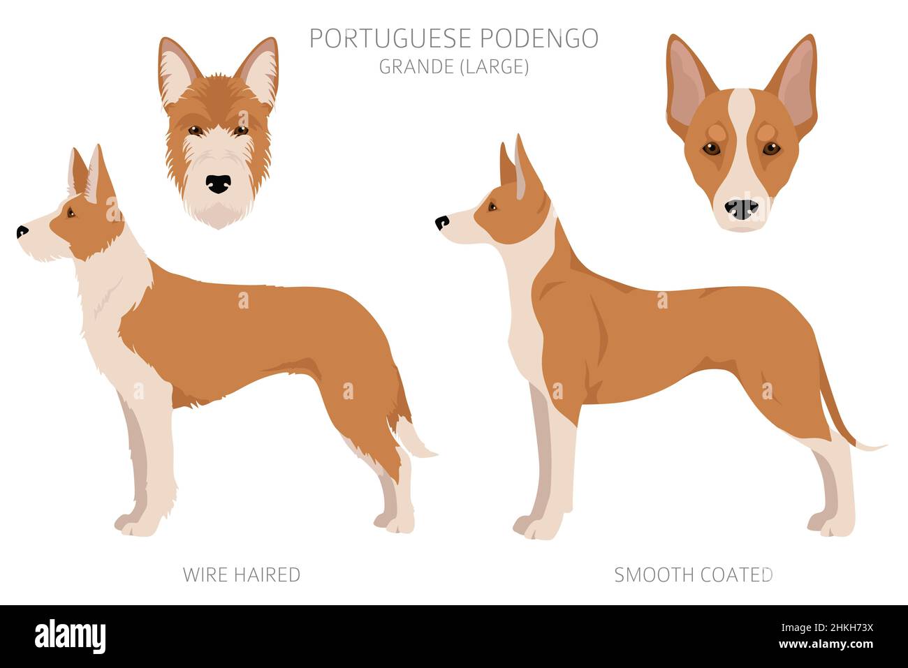 Portuguese Podengo Grande clipart. Different poses, coat colors set.  Vector illustration Stock Vector