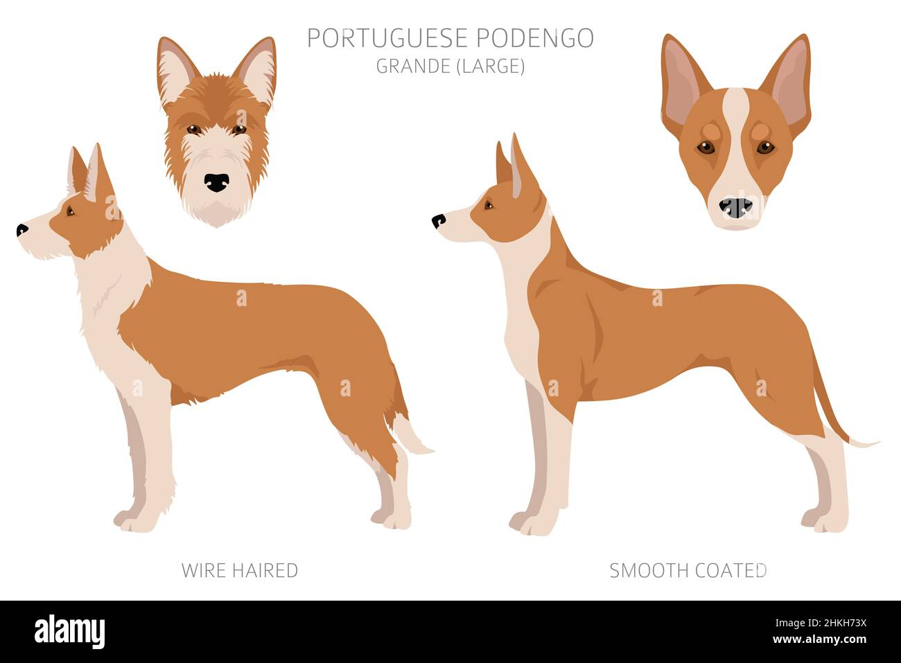 Portuguese Podengo Small Smooth-Haired Umbrella Portuguese Podengo Small Smooth-Haired Umbrella