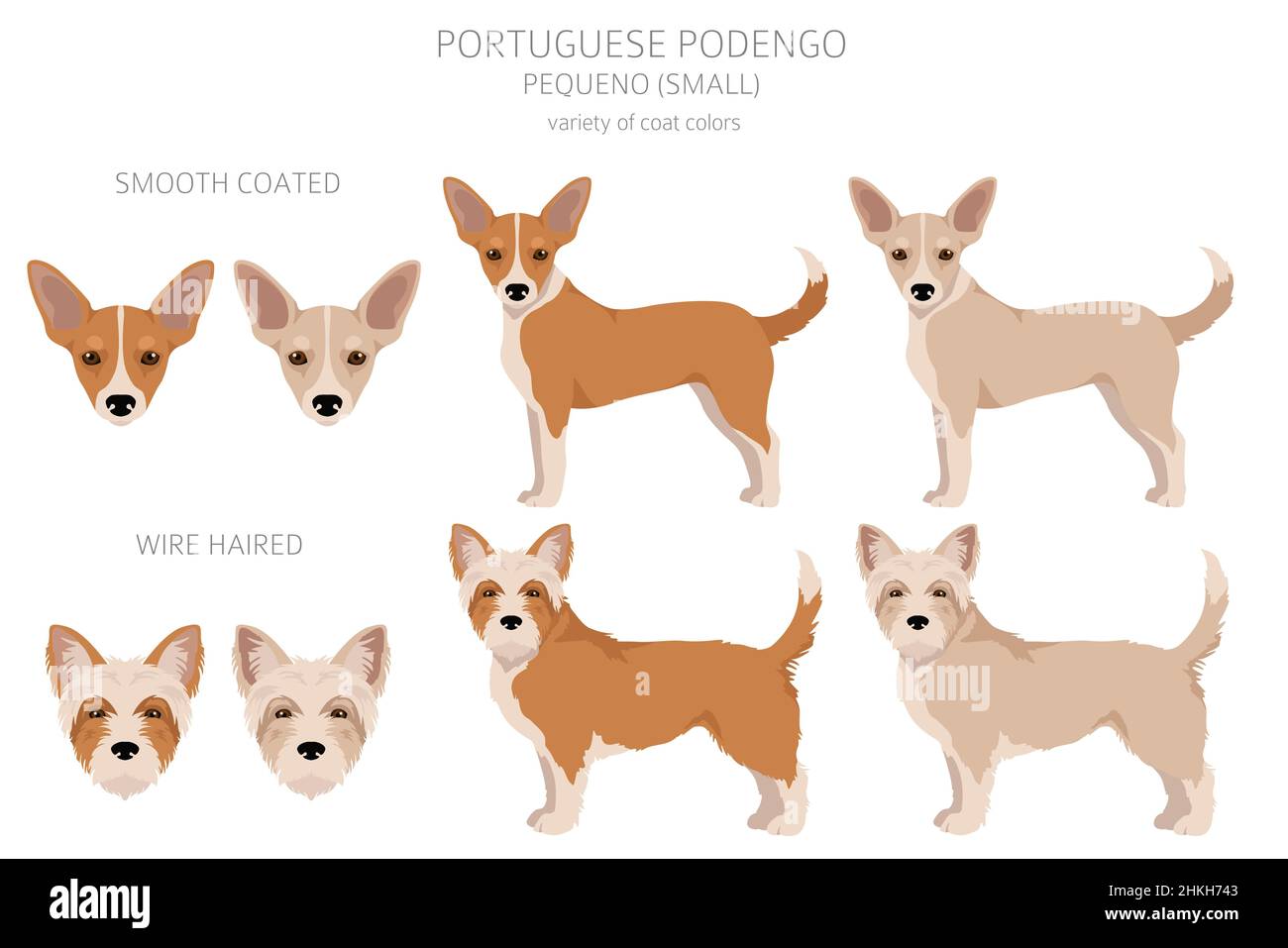 Portuguese Podengo Pequeno clipart. Different poses, coat colors set.  Vector illustration Stock Vector