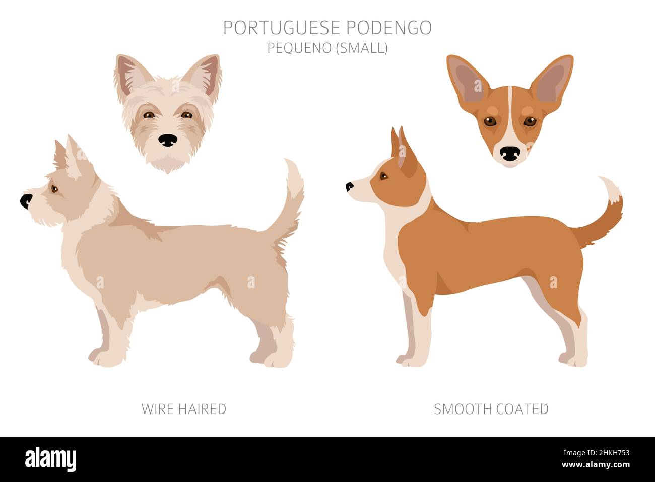 Portuguese Podengo Pequeno clipart. Different poses, coat colors set.  Vector illustration Stock Vector